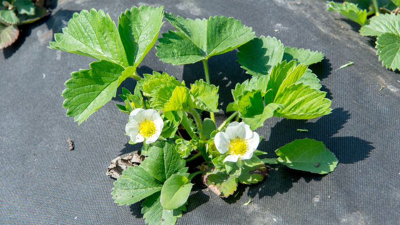 strawberry plant with flowers  in the garden