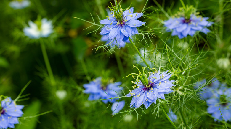 Black cumin flowers