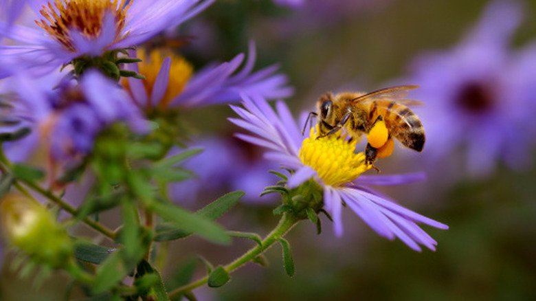 Honeybee on a flower