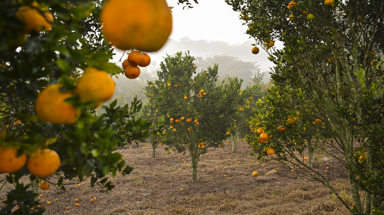 Oranges hang from trees in a large citrus farm