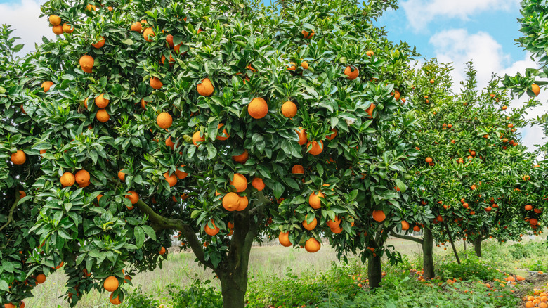 An orange tree ripe with tons of fruit