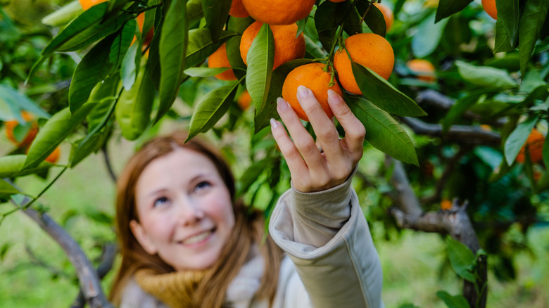 Gardener picking an orange off a tree