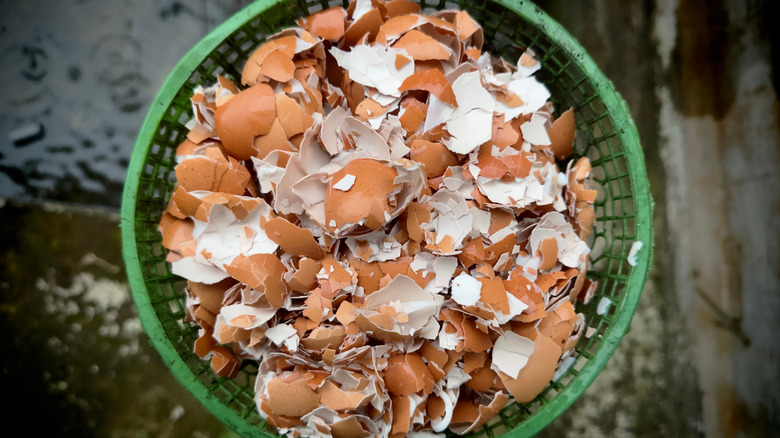 Crushed eggshells in a garden container