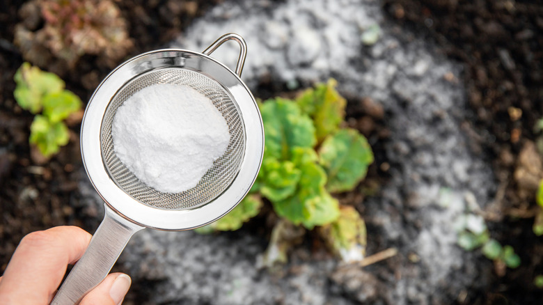 Person using baking soda on plants