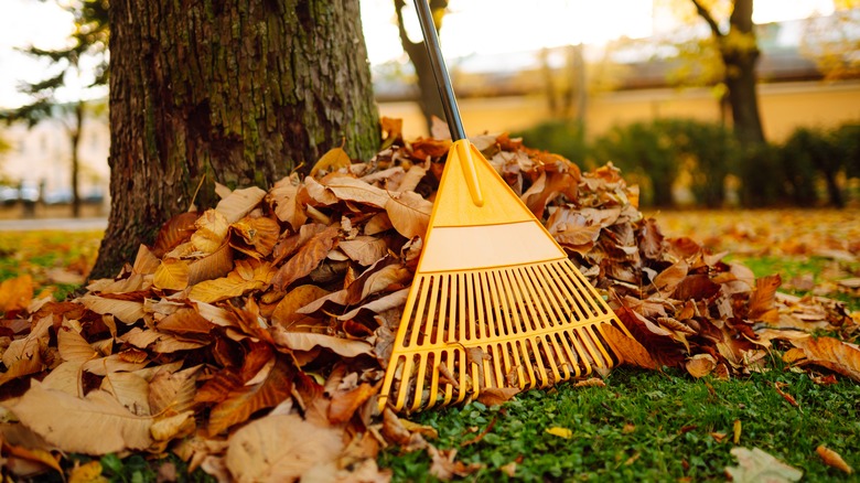 Raked leaf pile on a lawn