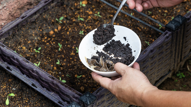Coffee grounds being used in the garden