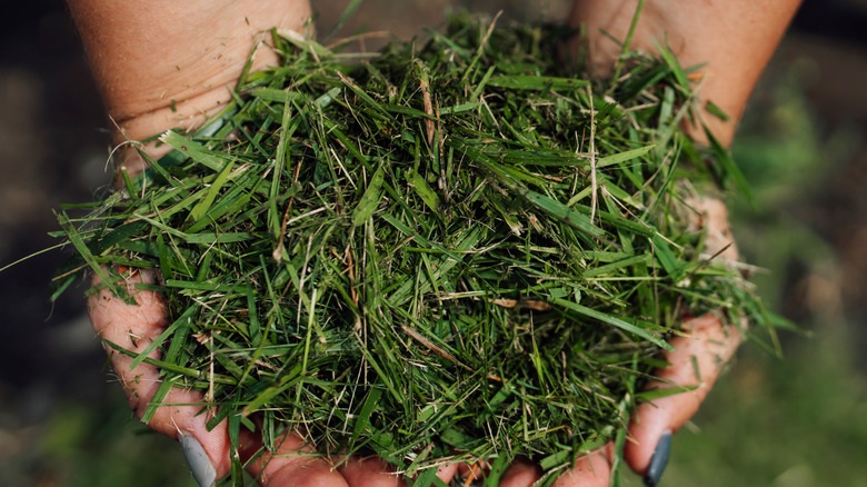 Person holding grass clippings