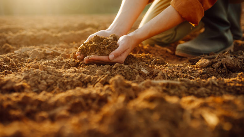 Gardner holding up healthy soil in the sunlight