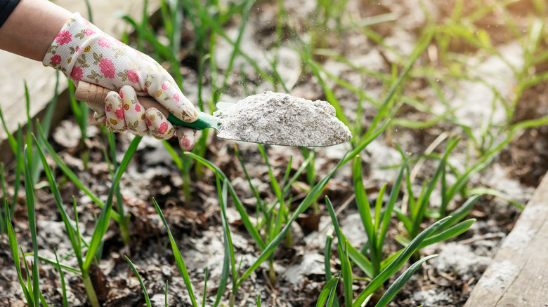 Wood ash in the garden