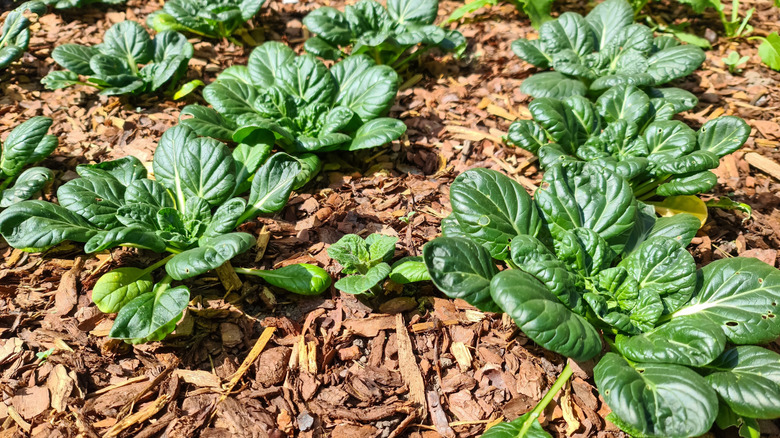 Wood chip mulch in the garden