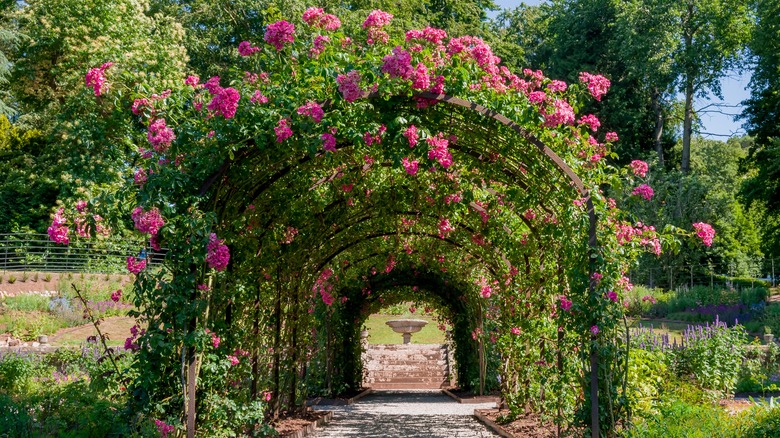 Rows of trellises covered with pink rose vines