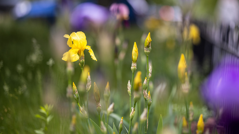 A row of yellow irises and unopened buds