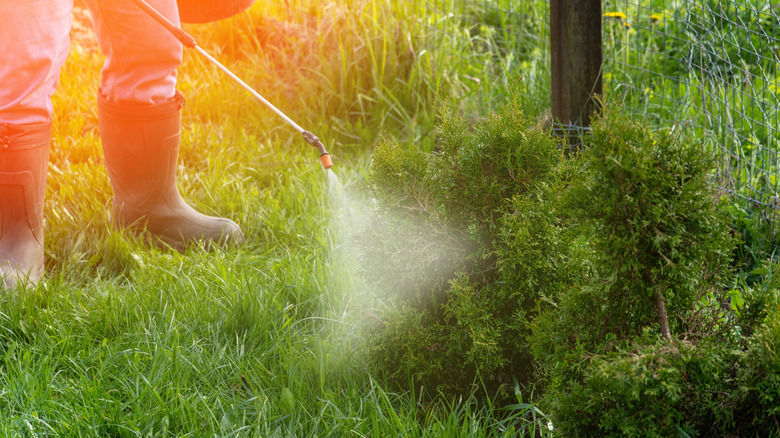 Spraying plants with herbicide