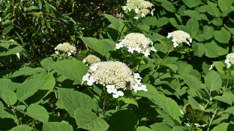 Hydrangea with few blooms