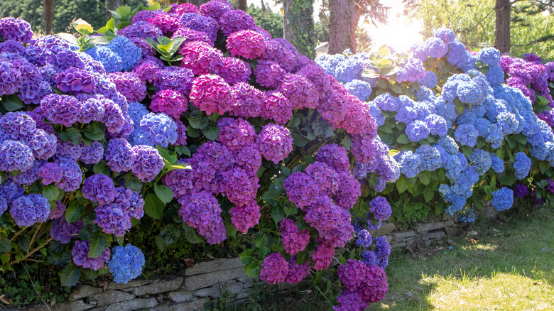 pink, purple, and blue hydrangea bushes in full bloom