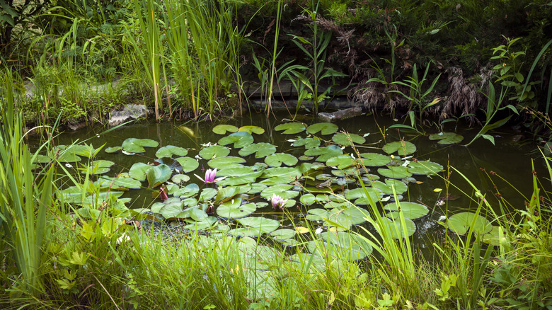 A small pond surrounded by lush vegetation