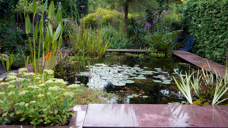 A geometric pond with lilies and other aquatic plants surrounded by lush garden growth