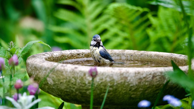 A blue tit sitting in a bird bath in a verdant garden