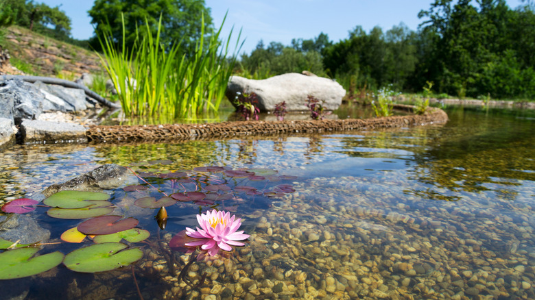 The shallow end of a natural swimming pool, planted with natural aquatic filter plants