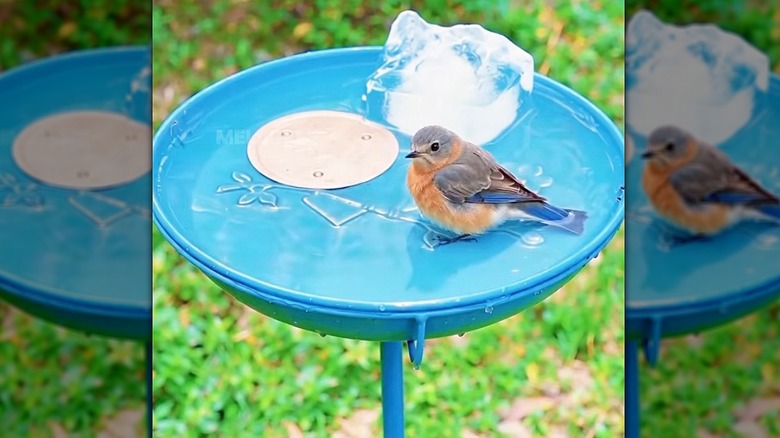 Bird enjoying a cool birdbath with large ice block