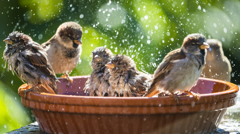 Birds in birdbath on hot summer day