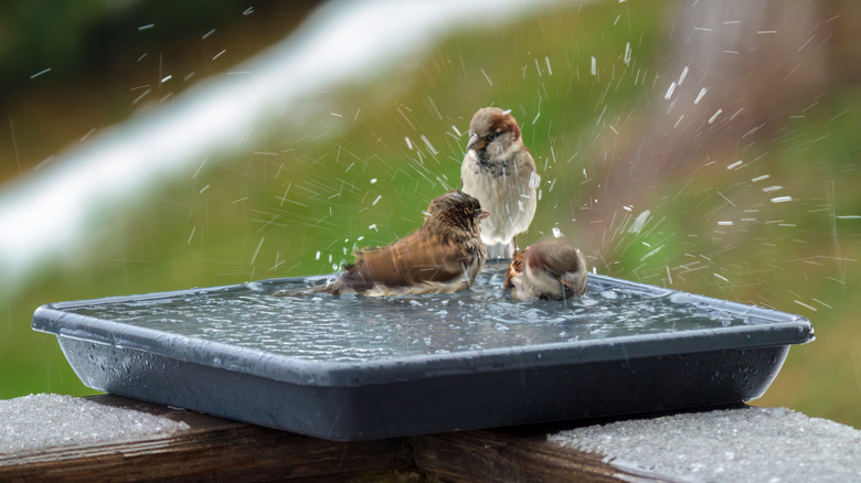 sparrows enjoy a dark bird bath on an icy day