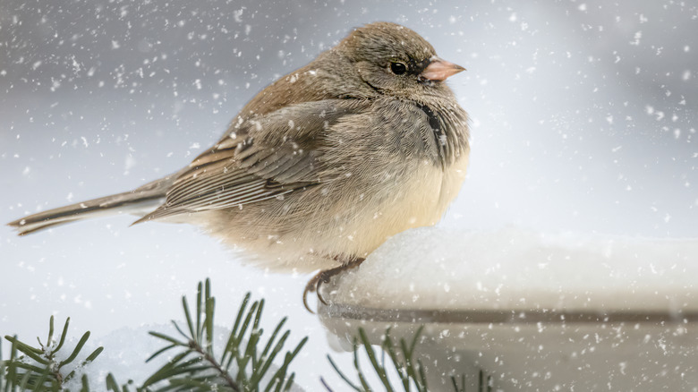 junco on a snow-covered bird bath