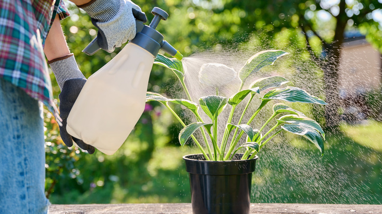 Spraying a container-grown hosta