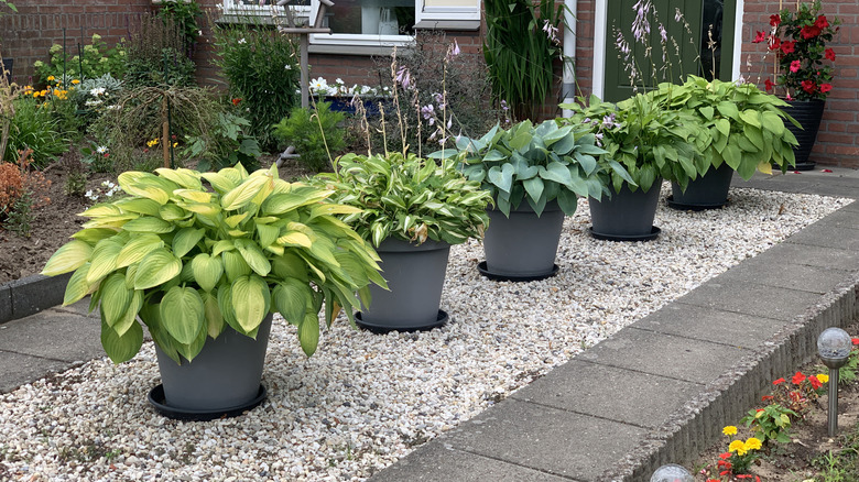 Help Container Hostas Thrive With A Simple Yet Unconventional Trick