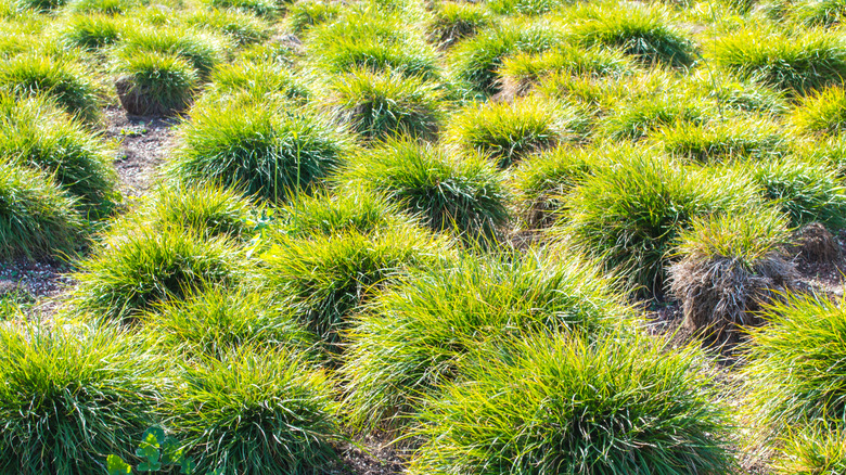 Carex flaccosperma growing across a lawn