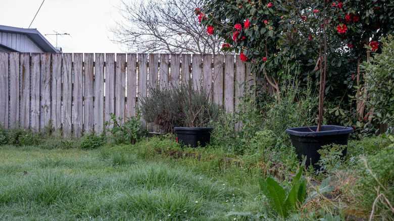 Yard with overgrown weeds