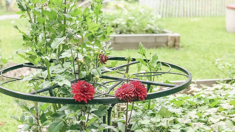 Dahlias using a table for support