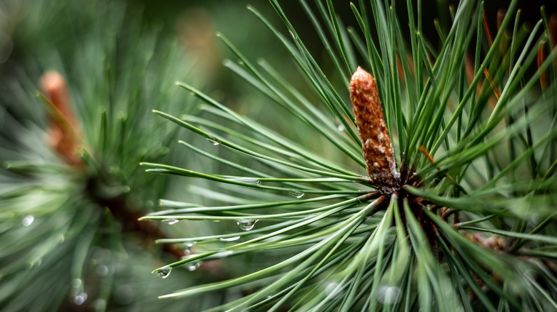 water droplets on a pine tree's needles