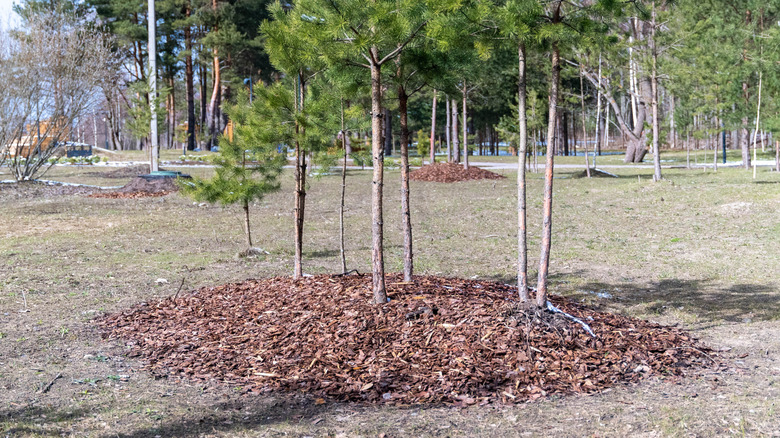 a small group of trees surrounded by mulch