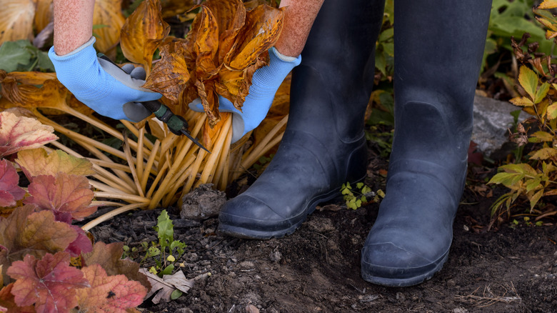 Cutting back a hosta plant at the end of the season
