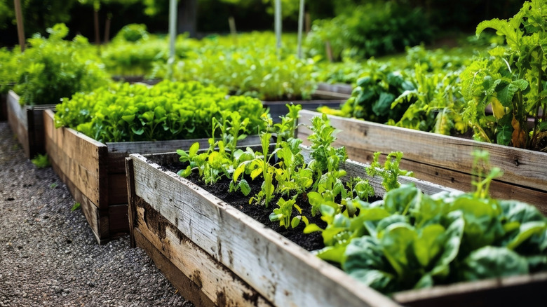 Help Your Raised Garden Beds Thrive With A Hardware Store Staple