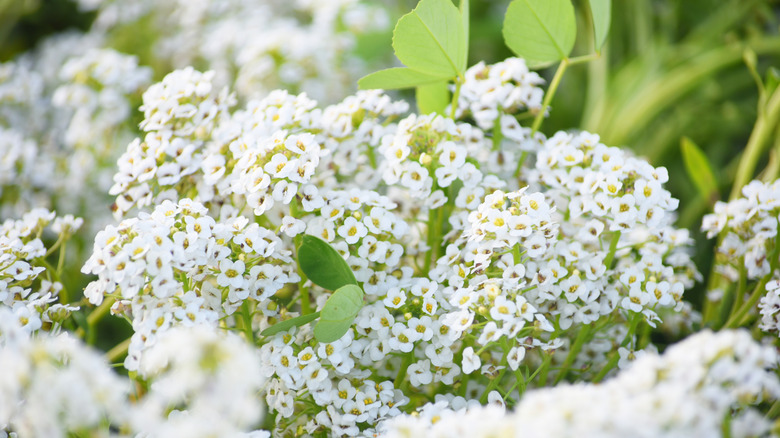 Beautiful blossoming sweet alyssum (Lobularia maritime)