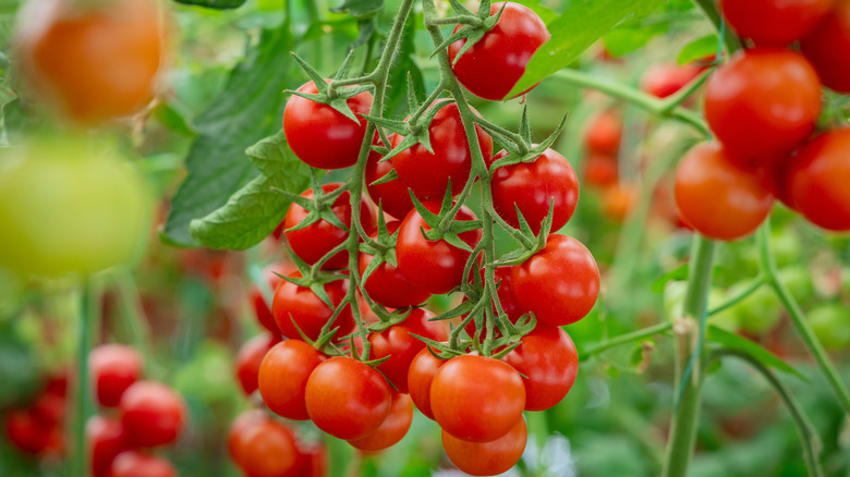 a sweet alyssum plant with white flowers