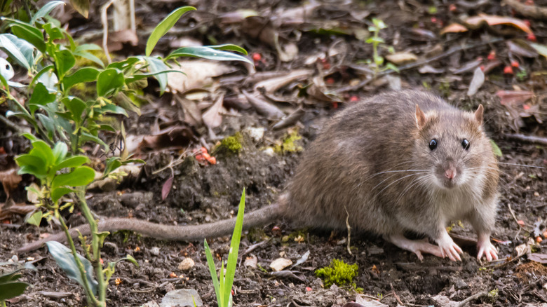 Rat in garden