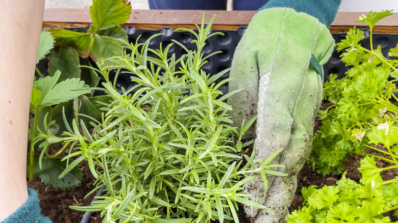 Person planting rosemary