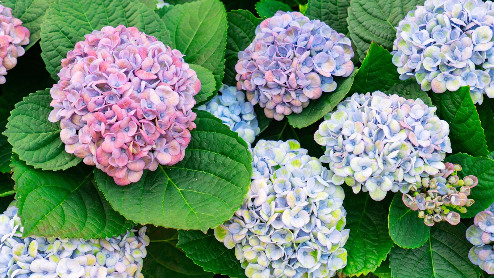 Here's How Often You Should Water Your Hydrangeas For Optimal Growth