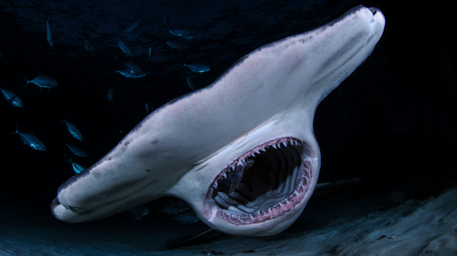 Here's How Strong A Shark's Jaw Really Is