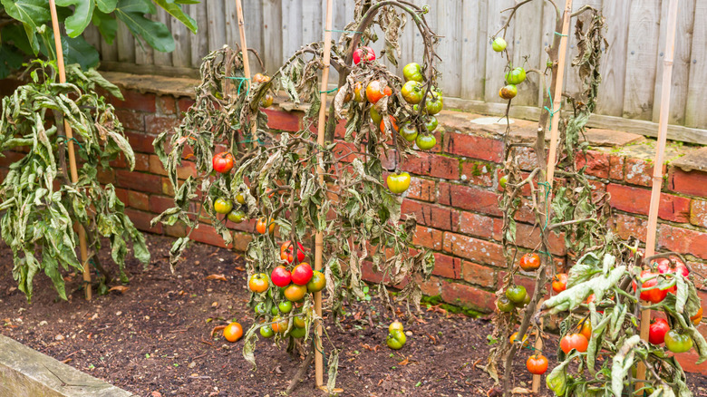 dying tomato plants with blight disease