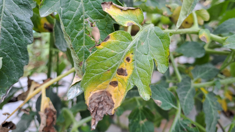 tomato plants with early blight disease