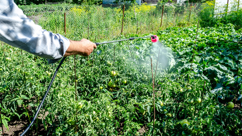 spraying tomatoes for blight