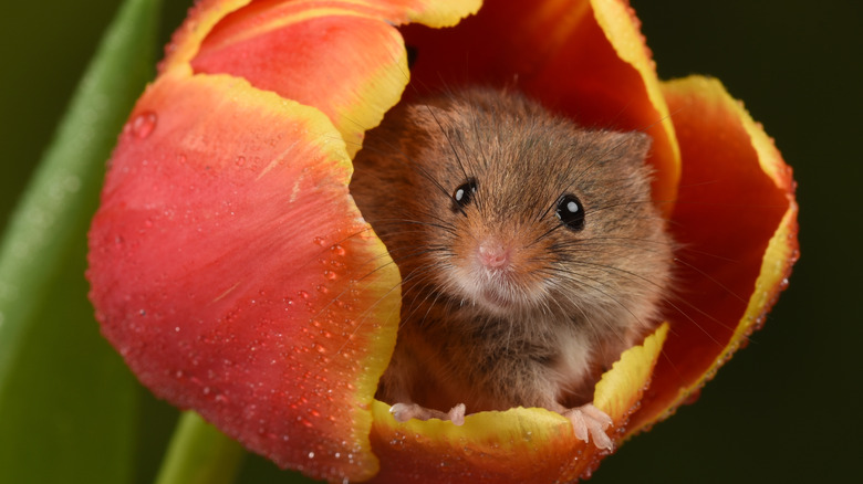 Harvest mouse in a red tulip