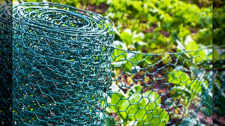 Installing chicken wire around garden