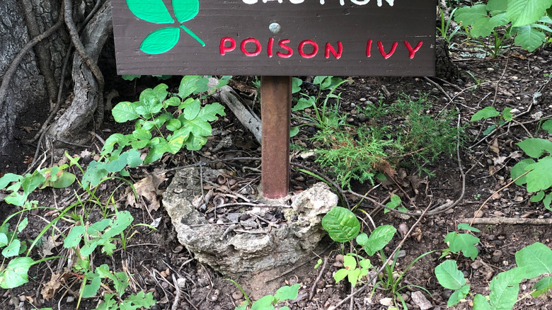 Caution sign for poison ivy in park