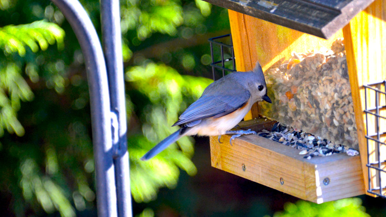 Tufted titmouse on a feeder