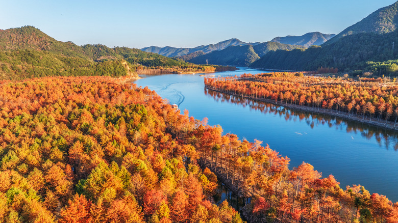 Fall foliage along river
